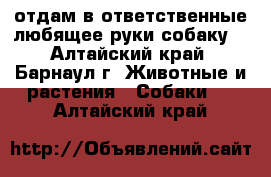 отдам в ответственные любящее руки собаку. - Алтайский край, Барнаул г. Животные и растения » Собаки   . Алтайский край